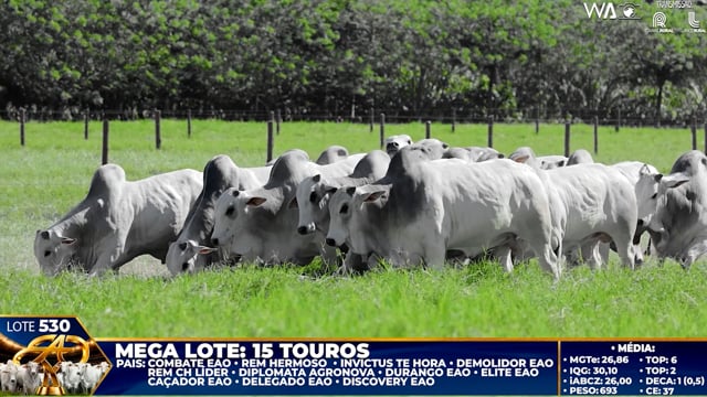 Lote 530