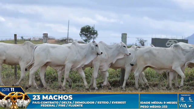 Lote 11