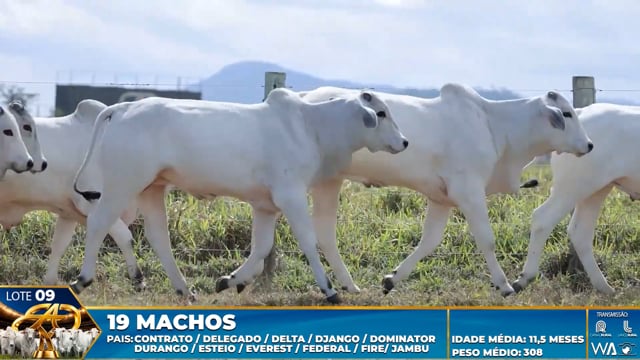 Lote 09