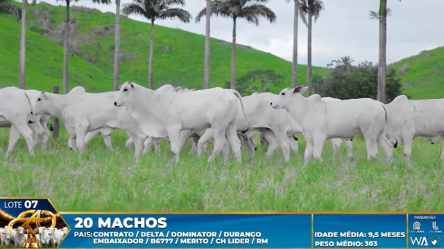 Lote 07