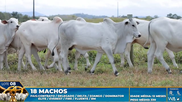 Lote 08