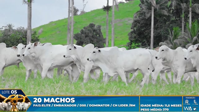 Lote 05
