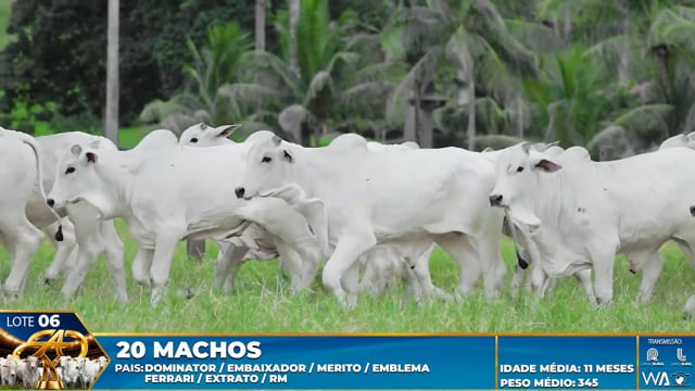 Lote 06