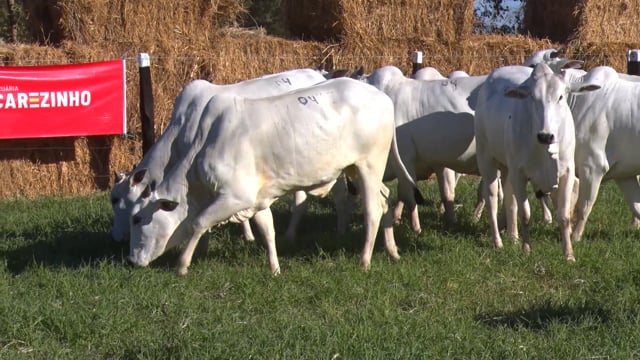 Lote 04