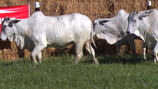 Lote 03