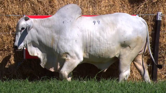 Lote 99