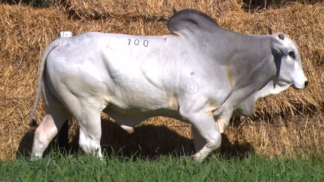 Lote 100