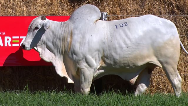 Lote 102