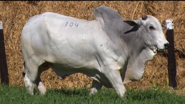 Lote 104