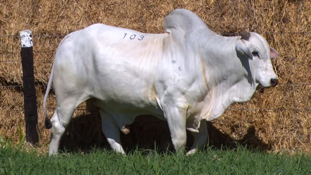 Lote 103