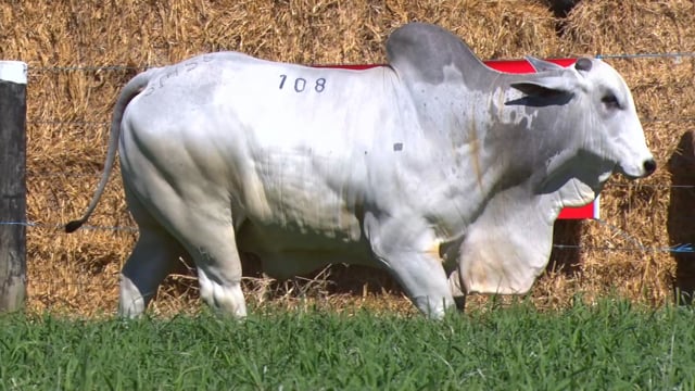 Lote 108