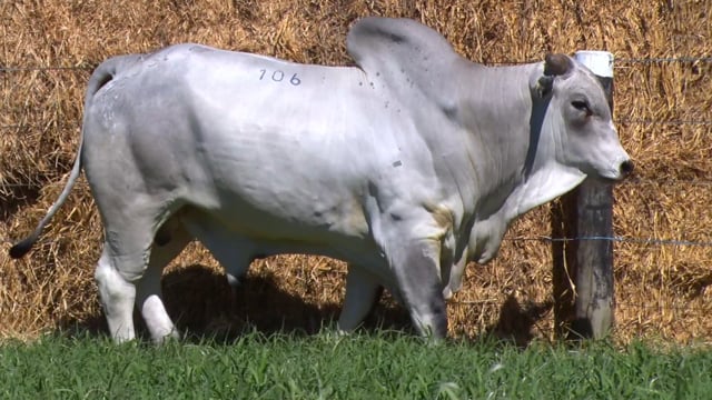 Lote 106