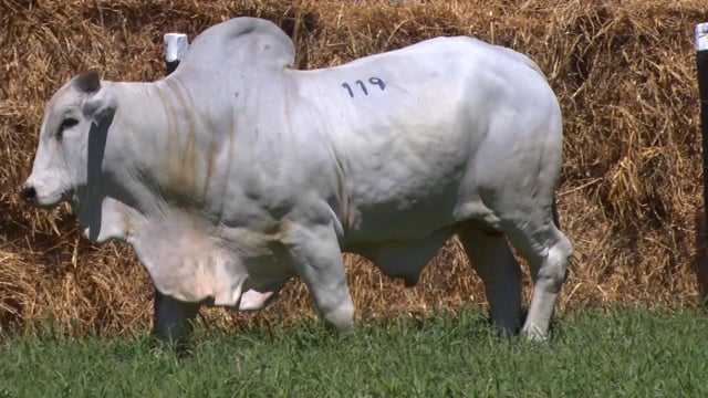 Lote 119