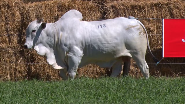 Lote 112