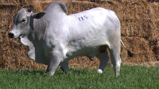Lote 115