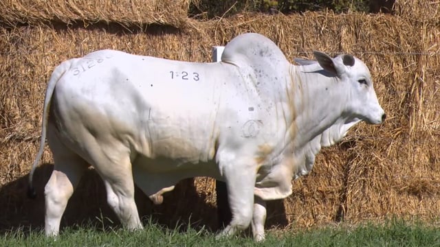Lote 123