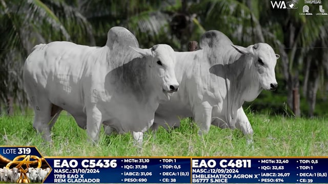 Lote 319