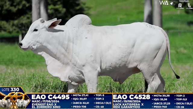 Lote 330
