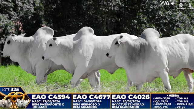 Lote 325