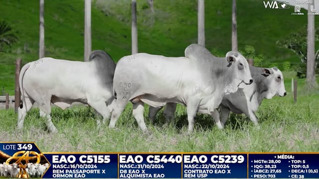 Lote 349