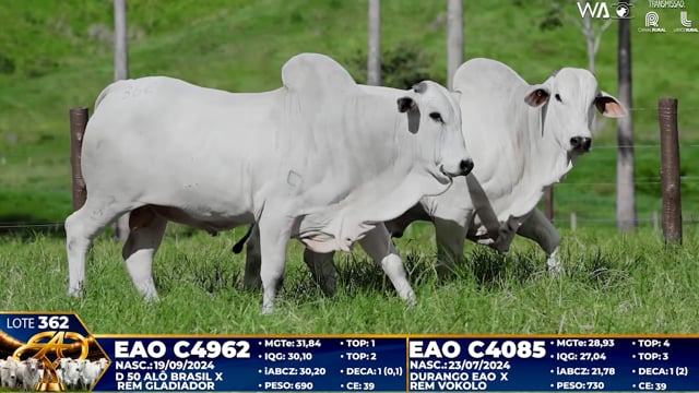 Lote 362