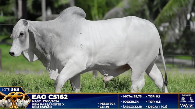 Lote 363