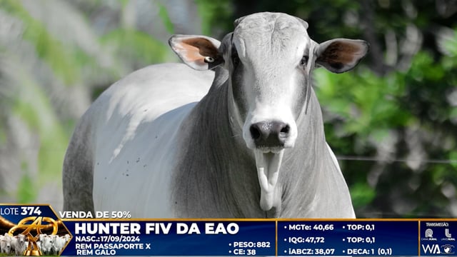 Lote 374