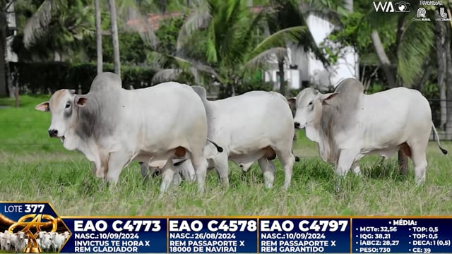Lote 377