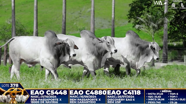 Lote 378