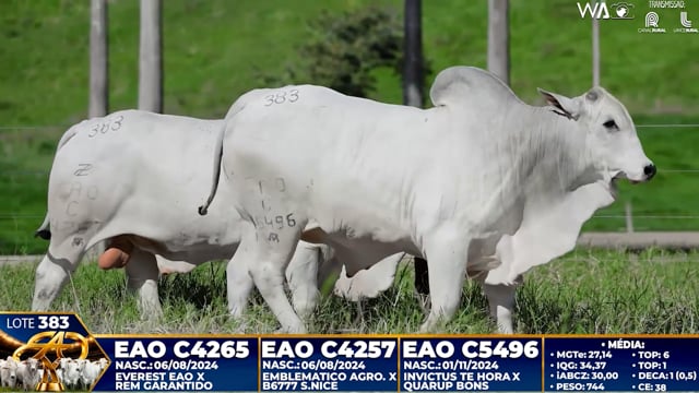 Lote 383