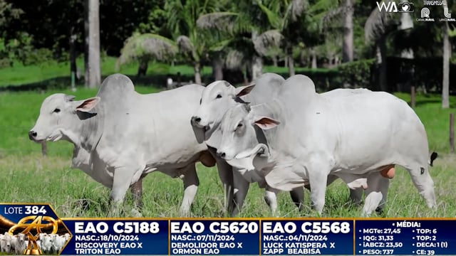 Lote 384
