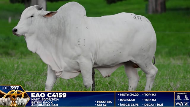 Lote 397
