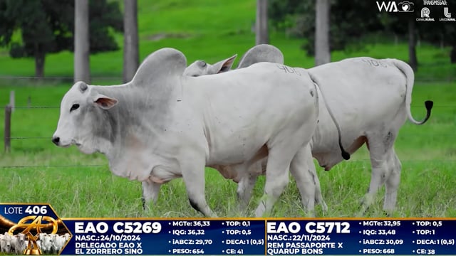 Lote 406
