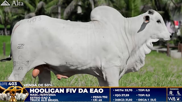 Lote 403