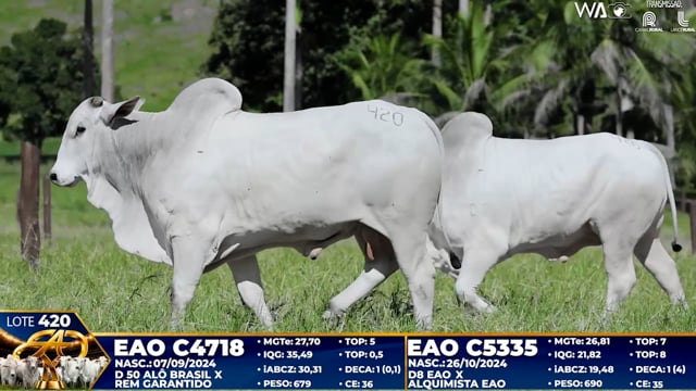Lote 420