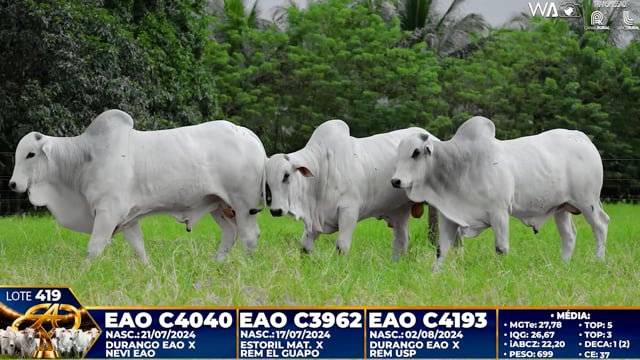 Lote 419