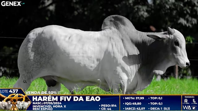 Lote 437