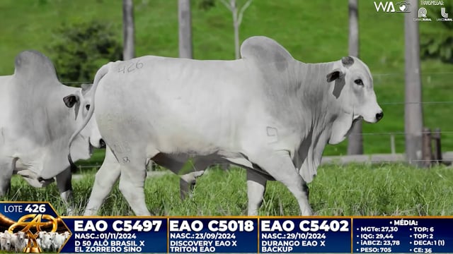 Lote 426