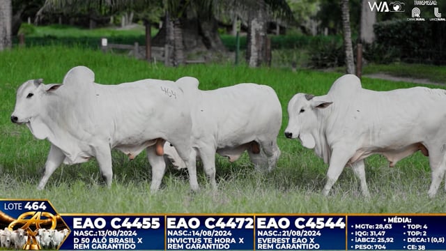 Lote 464