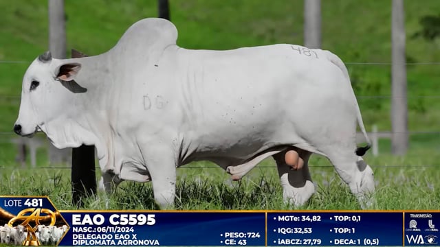 Lote 481