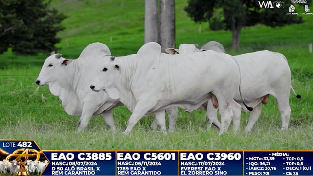 Lote 482