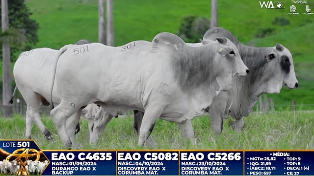 Lote 501
