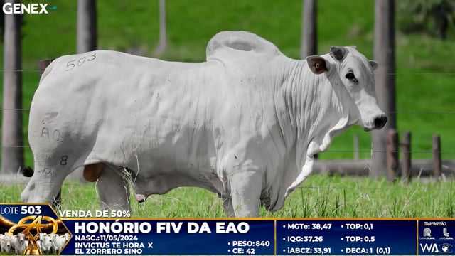 Lote 503