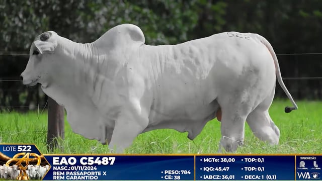 Lote 522