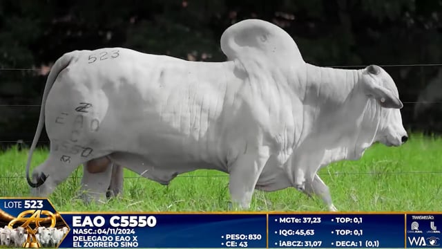 Lote 523