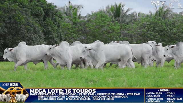 Lote 525