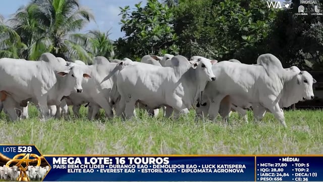 Lote 528