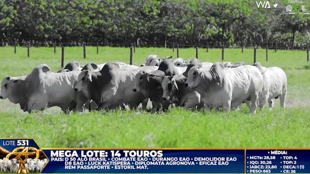 Lote 531