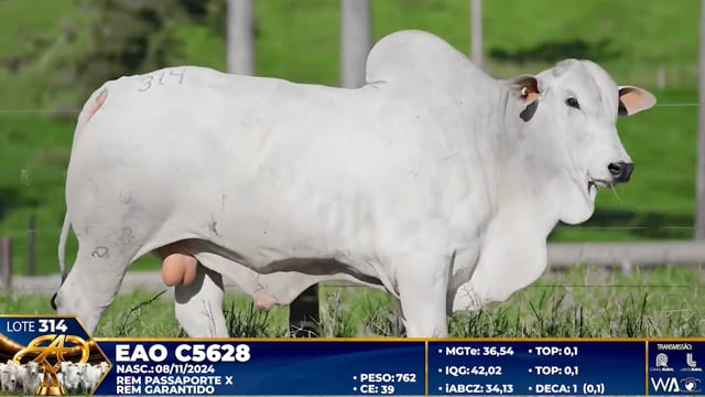 Lote 314