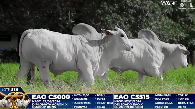 Lote 318